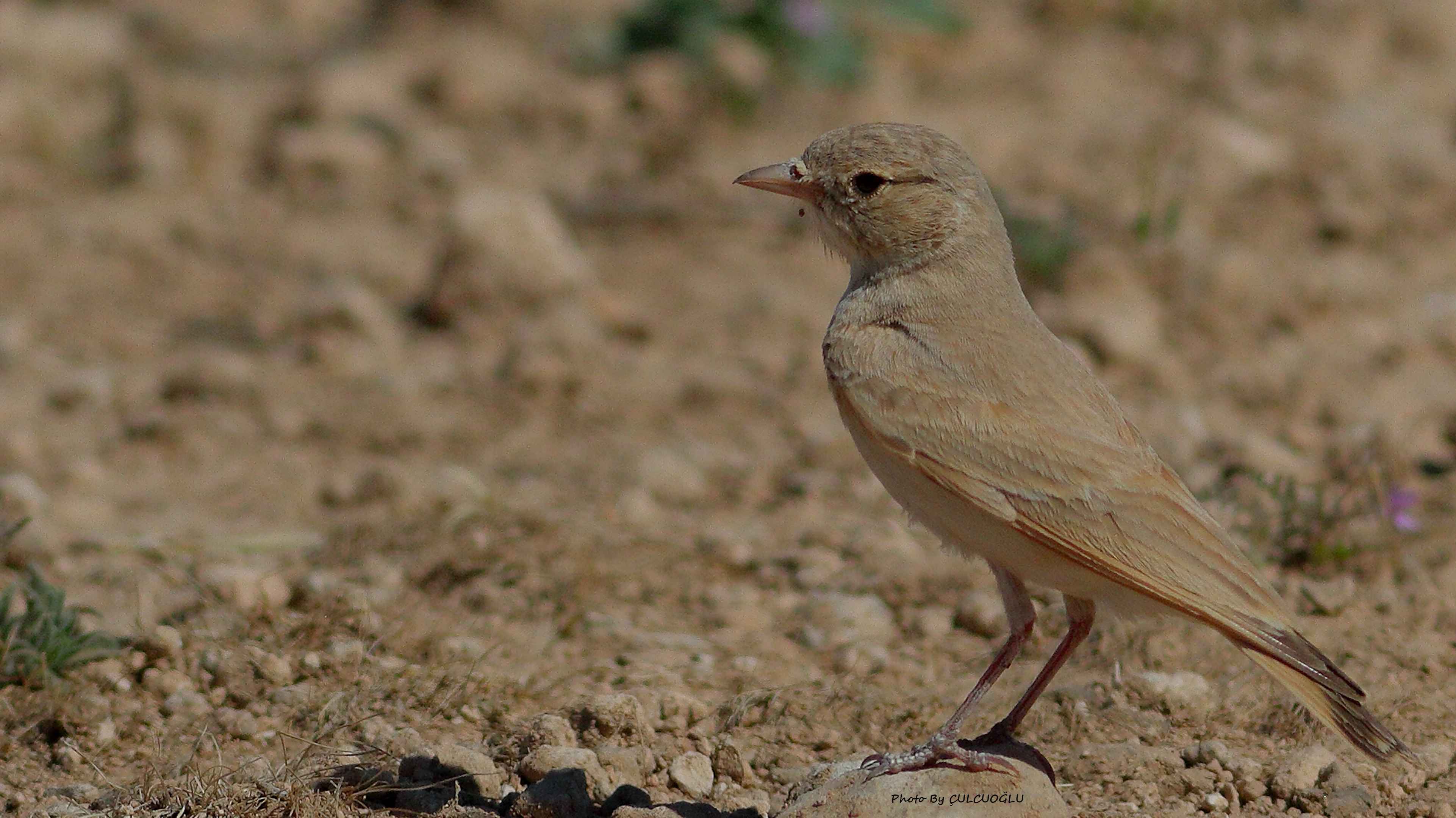Bar-tailed Lark